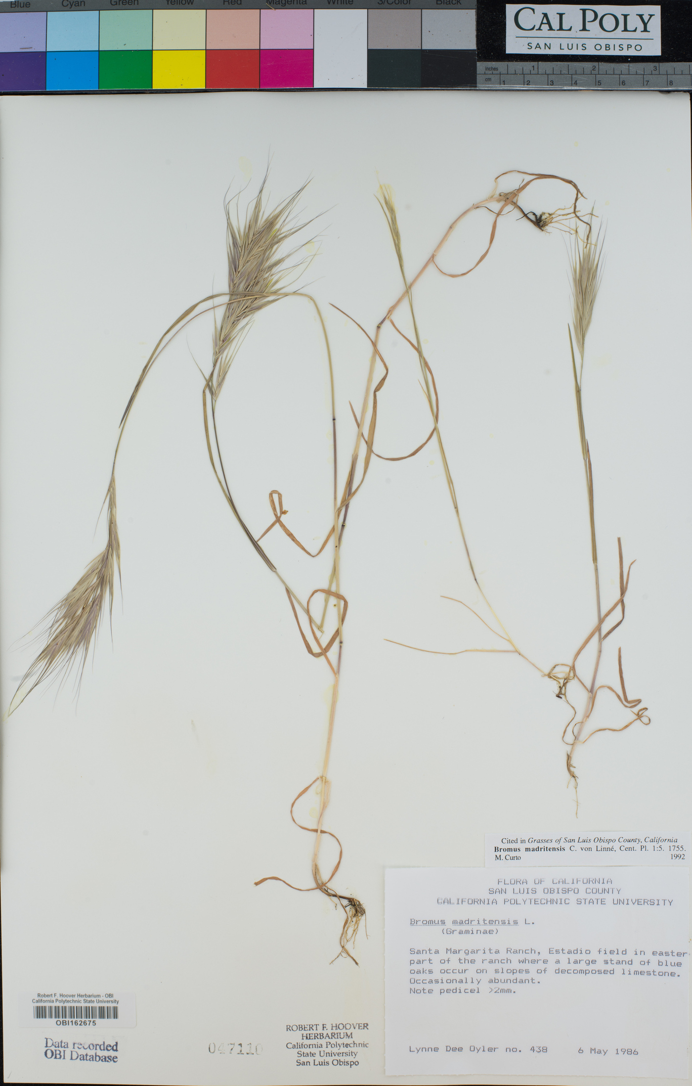 Bromus madritensis image