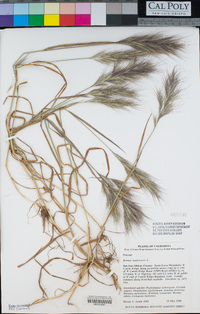 Bromus madritensis image