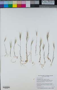 Bromus madritensis image