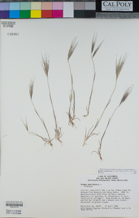 Bromus matritensis image