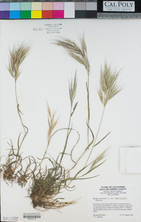 Bromus madritensis image