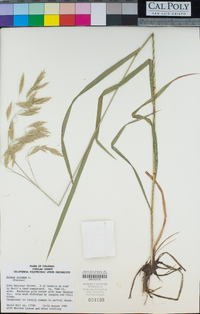 Bromus purgans image