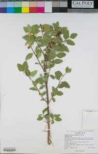 Symphoricarpos oreophilus image