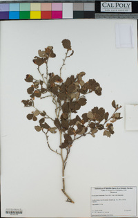 Cercocarpus montanus image