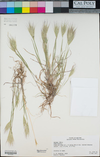 Bromus rubens image