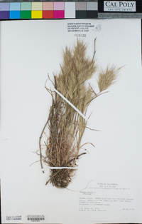 Bromus rubens image