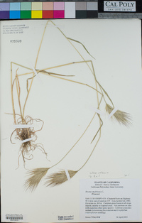 Bromus rubens image