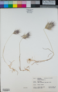 Bromus rubens image