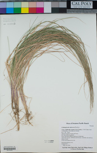 Calamagrostis rubescens image