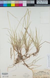 Calamagrostis rubescens image