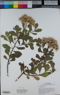 Pluchea indica image