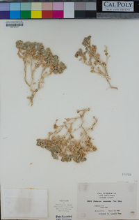 Psathyrotes ramosissima image