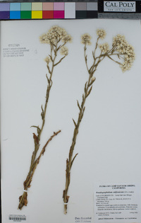 Pseudognaphalium californicum image