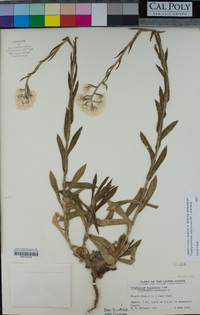 Pseudognaphalium californicum image