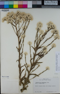 Pseudognaphalium californicum image