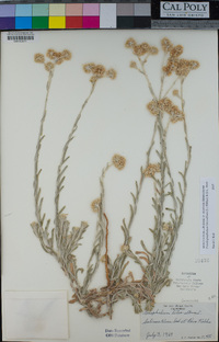 Pseudognaphalium luteoalbum image