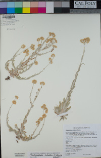 Pseudognaphalium luteoalbum image