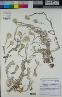 Pseudognaphalium luteoalbum image