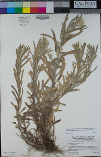 Pseudognaphalium stramineum image