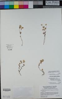 Psilocarphus chilensis image