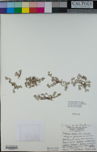 Psilocarphus tenellus image