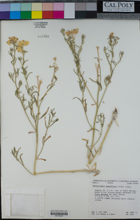 Psilostrophe sparsiflora image