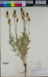 Ratibida columnifera image