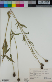 Ratibida pinnata image