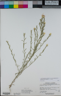 Rhaponticum repens image