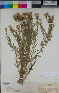 Rhaponticum repens image