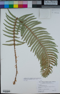 Polystichum munitum image