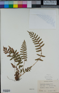 Polystichum munitum image