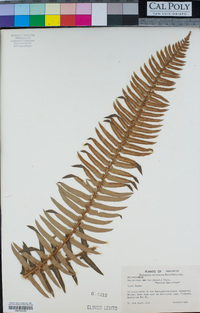 Polystichum munitum image