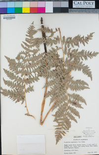 Pteridium aquilinum image