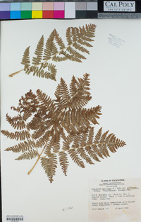 Pteridium aquilinum image