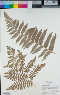 Pteridium aquilinum image