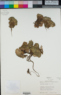 Salvinia auriculata image