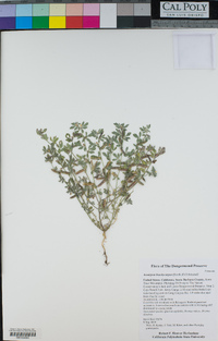 Acmispon brachycarpus image