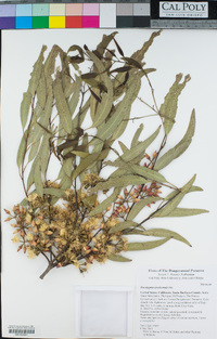 Eucalyptus tereticornis image