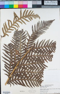 Woodwardia fimbriata image