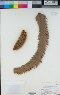 Araucaria araucana image