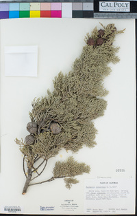 Cupressus goveniana var. abramsiana image