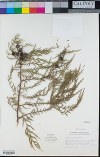 Cupressus funebris image