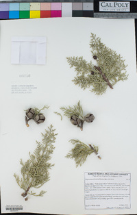 Cupressus arizonica subsp. arizonica image