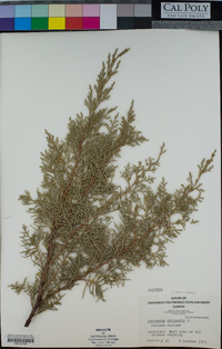 Juniperus chinensis image