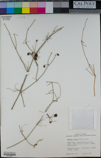 Ephedra ciliata image