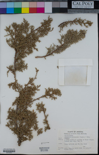 Juniperus monosperma image