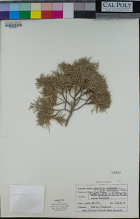 Juniperus scopulorum image