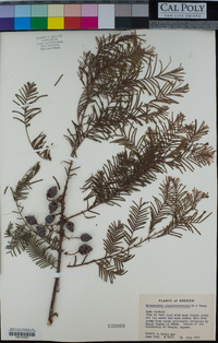 Metasequoia glyptostroboides image