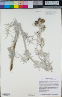 Cirsium douglasii var. douglasii image